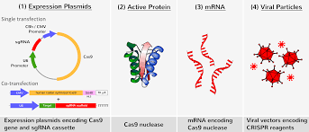Transfection reagent/method, target cell line, and number of cells. Crispr Cas9 Genome Editing Transfection Reagents Ozbiosciences
