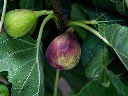 Rare Fig Assortment Pre Orde Baker Creek Heirloom Seed Co Heirloom Seeds Hgtv Garden Dwarf Fruit Trees