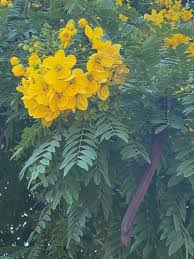 Image result for Samanea leptophylla