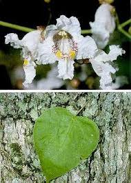 Image result for Catalpa