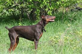 Occasional brushing or wiping of the coat with a damp cloth will minimize the color of the coat comes in fawn, red, blue, black and tank, and black. Datei Doberman Pinscher Red Standing Jpg Wikipedia