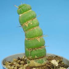 Image result for Euphorbia unicornis