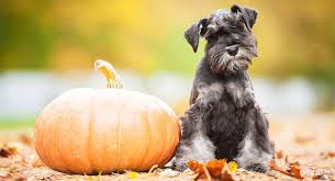 Cute schnauzer puppies for sale. Amazing Schnauzer Names Dozens Of Awesome Ideas For Your Pup