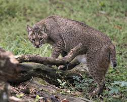 Steve verschoor says he was on his way to buy a newspaper when he saw a bobcat attacking a. What Are The Dangers Of Bobcats To Humans