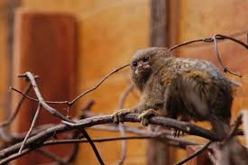 More images for pygmy marmoset finger monkey » What Is A Finger Monkey And Are They Legal As Pets