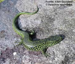 Image result for Elatostema monticola