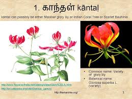 How many types of ants are there in india. 99 Tamil Flowers Kurunji Paatu Flowers 1 10 à®•à®± à®• à®¨ à®± à®•