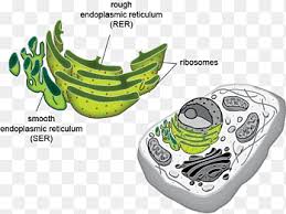 This organelle is primarily concerned with the synthesis, folding and modification of proteins, especially those that need to be delivered to different organelles. Smooth Endoplasmic Reticulum Eukaryote Cell Organelle Biological Scene Biology Outdoor Shoe Png Pngegg