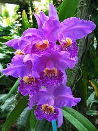 Asian Fest In Sarasota Florida Beautiful Orchids Beautiful Flowers Orchid Flower