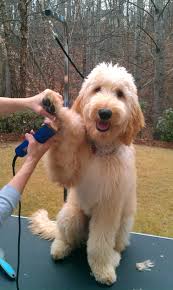 The basics of grooming a labradoodle involve bathing, clipping, trimming the nails, brushing, and even cleaning their for drying your dog after bath time, the petnf upgraded dog dryer is a great option. How To Groom A Labradoodle Step By Step Arxiusarquitectura