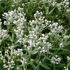 The wild type is native to bhutan, china, india, nepal, pakistan more infos: Anaphalis Triplinervis Silberregen Perlkorbchen Silberimmortelle Mit Stauden Gestalten Steppengarten Stauden Garten Pflanzen