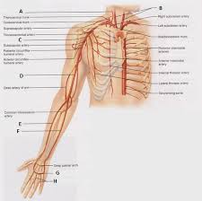 Check spelling or type a new query. Arm And Forearm Vessels Flashcards Quizlet