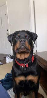 We did not find results for: Rottweiler Puppies For Sale Leesburg Va Rottweiler Puppies For Sale Rottweiler Puppies Puppies For Sale