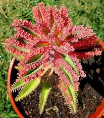 Kalanchoe Pink Butterfly Suculentas Jardim De Suculentas Cactos
