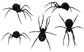 Black Widow Spider 03 By Wolverine041269 On Deviantart