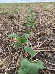 Maybe you would like to learn more about one of these? Canola Growth Stages Canola Encyclopedia