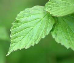 Maybe you would like to learn more about one of these? Viburnum Rafinesquianum By Gary B Jungledragon