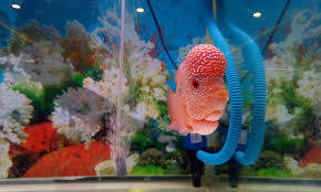 Ikan louhan super red atau yang lebih akrab disebut ikan louhan srd ini merupakan jenis louhan yang berasal dari thailand. Mengenal Ikan Louhan Yang Dipercaya Membawa Kebahagiaan Serta Kesejahteraan Cermati Com