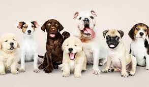 Razas de perros pequeños y peludos. Grandes Medianos O Pequenos Cuales Son Las Razas De Perros Favoritas En Mexico Animal Rest