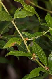 Image result for Hexasepalum sarmentosum