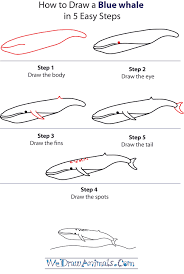 How To Draw A Blue Whale Step By Step Png 600 896 Pixels Easy Drawings Blue Whale Animal Drawings