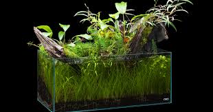 Maybe you would like to learn more about one of these? Nature In The Glass Shine In The Sunlight Ada