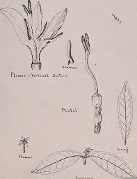 Image result for Coffea ligustroides