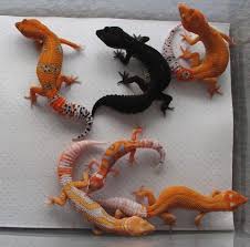 Black And White Leopard Gecko Drawing Designer Leopard Geckos Firefox Black Night Firefox Enigma Albino Zorro Mandarin Designer Wy G Project Firefox Cute Reptiles Leopard Gecko Reptiles Pet