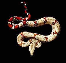 Beautiful Snake Snake Photos Snake Pet Snake