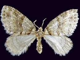 Image result for Trichopteryx