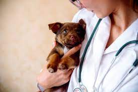 Healthy petz is a full service veterinary hospital located in spring hill, tn. Why Should You Bring Your Healthy Pet To The Vet