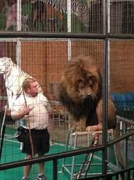 Save 2.5 hour sunset cruise to your lists. A Great Show Picture Of Big Cat Habitat And Gulf Coast Sanctuary Sarasota Tripadvisor
