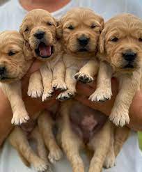 Happy first birthday to last years Gigi x Rum litter 🥹 The cutest little  golden nuggets EVER!
