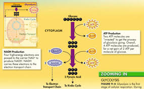 Respiration is the process of breaking down organic molecules to harvest chemical energy. 9 2 The Process Of Cellular Respiration Flashcards Quizlet