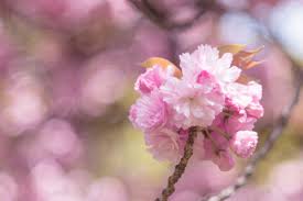 Papel De Parede Flor Rosa Flor De Cerejeira Primavera Ramo Flora Fechar Se Plantar Petala Papel De Parede Do Computador Galho 4181x2790 891217 Papel De Parede Para Pc Wallhere Papel de parede modelo tijolos, em tons de bege, com detalhes em cinza, pode ser aplicado em seu quarto, sala ou corredor, tambem e muito. papel de parede flor rosa flor de