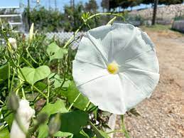 Pearly Gates Morning Glory Seeds 50 Seeds Large White Morning Etsy Morning Glory Seeds Growing Seeds Seeds