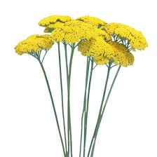 Image result for Achillea