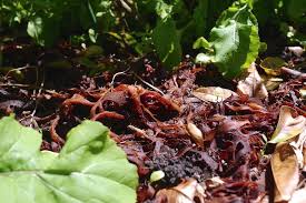 Can you put seaweed straight on the garden. Making Seaweed Fertilizer With Added Nettles Comfrey And Borage