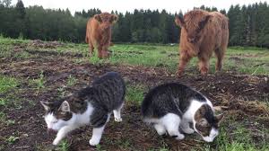 My name is scotch and i love spots. Scottish Highland Cattle In Finland Calves Watching Cats Eating Youtube