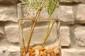 Here is an update on rooting lavender cuttings in water (winter propagation) that i started 60 days ago (see the first episode. How To Propagate Lavender Plants From Cuttings Get Busy Gardening