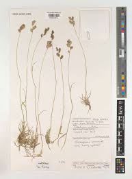 Image result for Coelachyrum