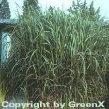 Check spelling or type a new query. Miscanthus Giganteus Wurzelsperre Vergleichen Bis 45 Sparen Purovivo