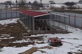 De adeeadeea, ianuarie 15, 2011 în legislatie. Un AdÄpost De Caini FÄrÄ StÄpan Care FuncÈiona Ilegal In LancrÄm A Fost Inchis De CÄtre