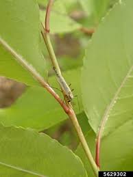 Image result for Pterygota