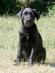 • 3,2 млн просмотров 9 месяцев назад. Pin On Ready For Adoption Foster