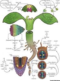 Maybe you would like to learn more about one of these? Recent Advances In Arabidopsis Cle Peptide Signaling Trends In Plant Science