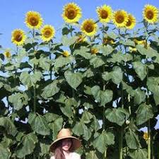 Prepare the soil well and add plenty of organic matter to the planting hole. Tall Hedge Sunflowers Buy Seeds To Grow Tall Sunflowers