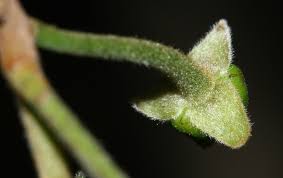 Image result for Huberantha