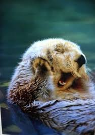 Happy Otter Is Happy Cute Animals Animals Funny Animals