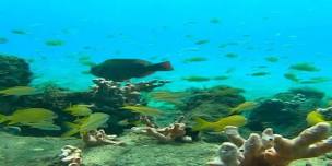 2-Hour Guided Snorkel Tour of Phil Foster Park